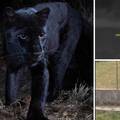 Odbjegle zvijeri: U susjedstvu traže panteru, a  Hrvate su već plašili varan, piton, ranjeni vuk