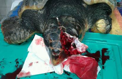 Kod Šibenika pronađena mrtva kornjača s ozlijeđenom glavom