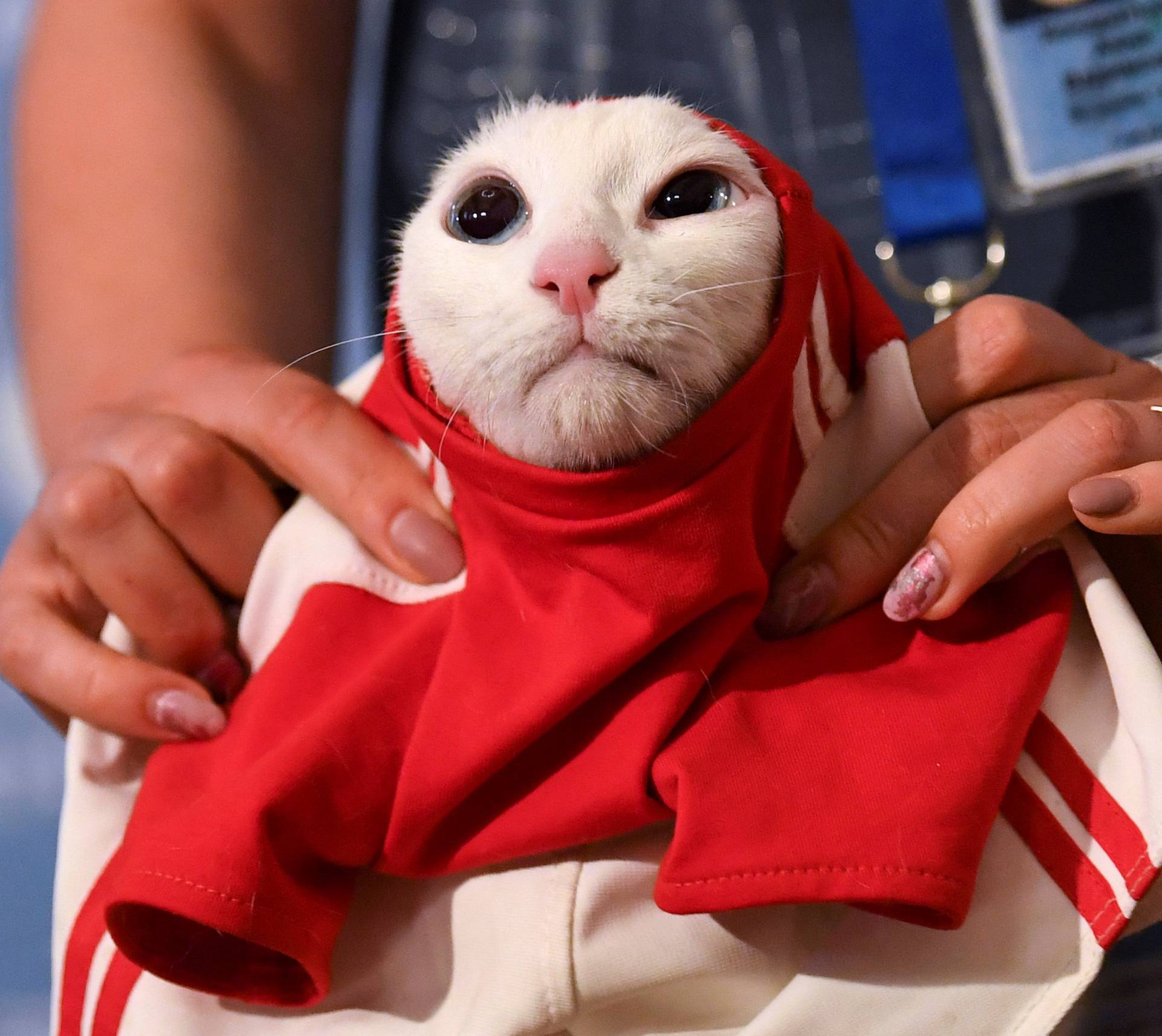 A participant dresses Achilles the cat, which attempts to predict the result of the opening match of the 2018 FIFA World Cup between Russia and Saudi Arabia during an event in Saint Petersburg