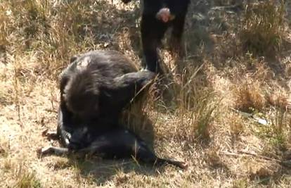 Majke čimpanze oplakuju svog mrtvog mladunčeta poput ljudi