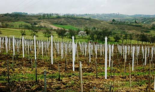 PVC stupovi s vijekom trajanja od 80 godina: rješenje za vinograde, voćnjake i ograde
