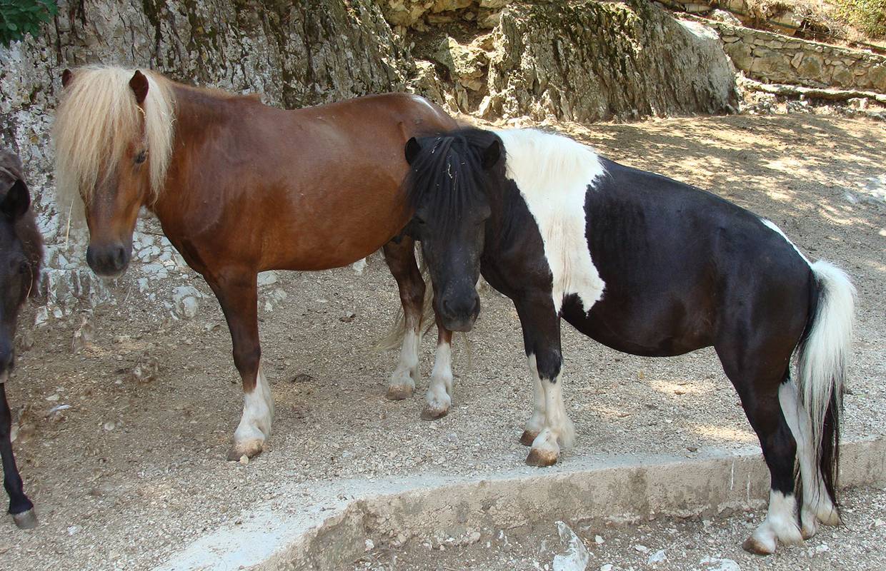 Poniji se sele: Iz splitskog zoo vrta idu u Kuterevo kod mede