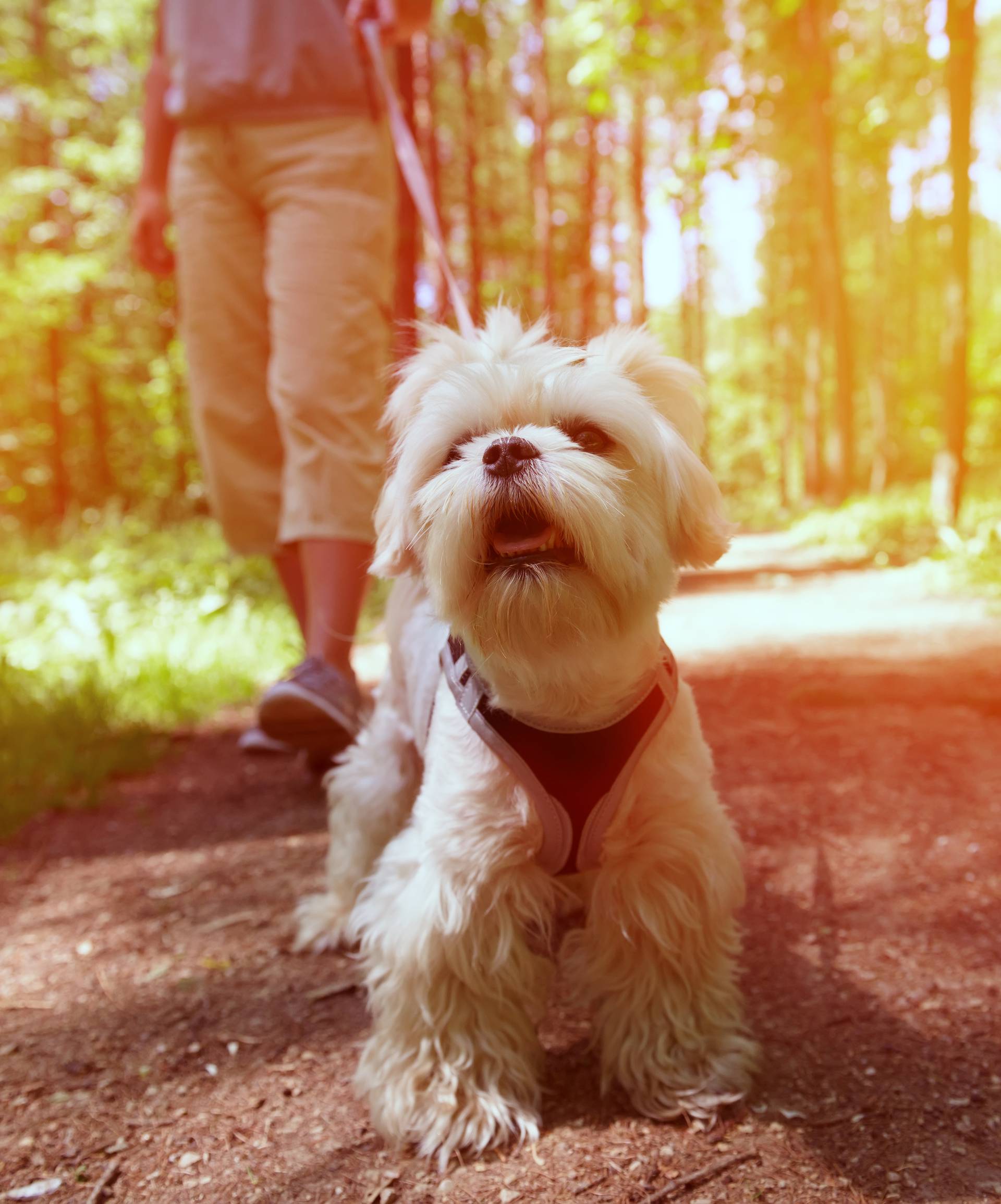 Psi čuvaju zdravlje: Niži su tlak tlak i kolesterol, a srce je jače