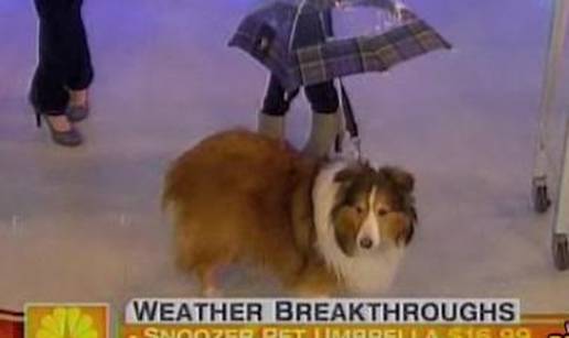 I toga ima: Kuja Daisy nosi poseban kišobran za pse