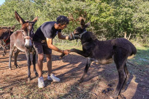 Vodnjan: Za Naj kozu 2025. godine izabrana je koza Jelena, vlasnika Mattea Muškovića 
