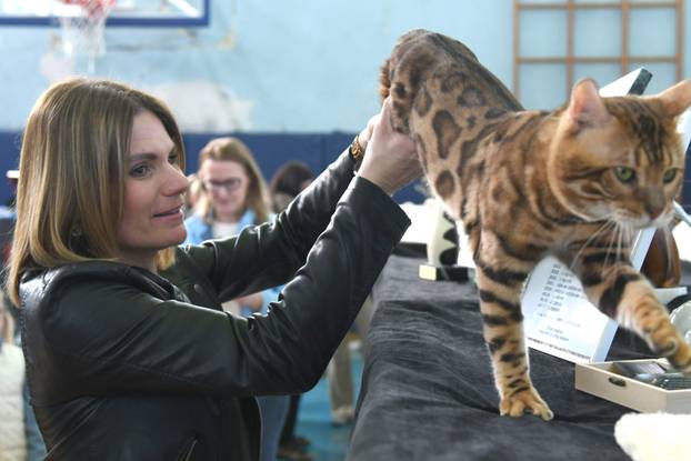 Bjelovar: Međunarodna izložba pasminskih mačaka u organizaciji Saveza felinoloških društava Hrvatske