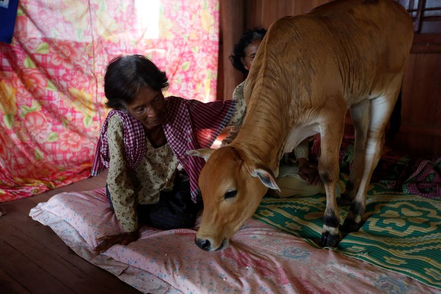 Khim Hang, 74, sits in her bedroom with a cow which she believes is her reborn husband in Kratie province, Cambodia