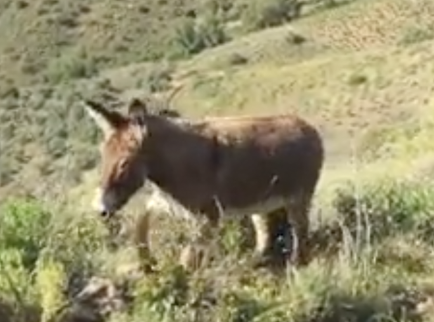 Susreli se nakon dva mjeseca: Vlasnik i magarica zaplakali!