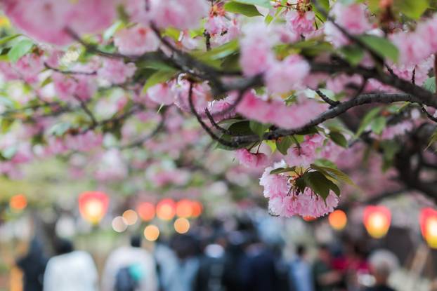 Koštaju poput suhog zlata, ali i vrijede: Evo zašto bismo svaki dan trebali jesti trešnje