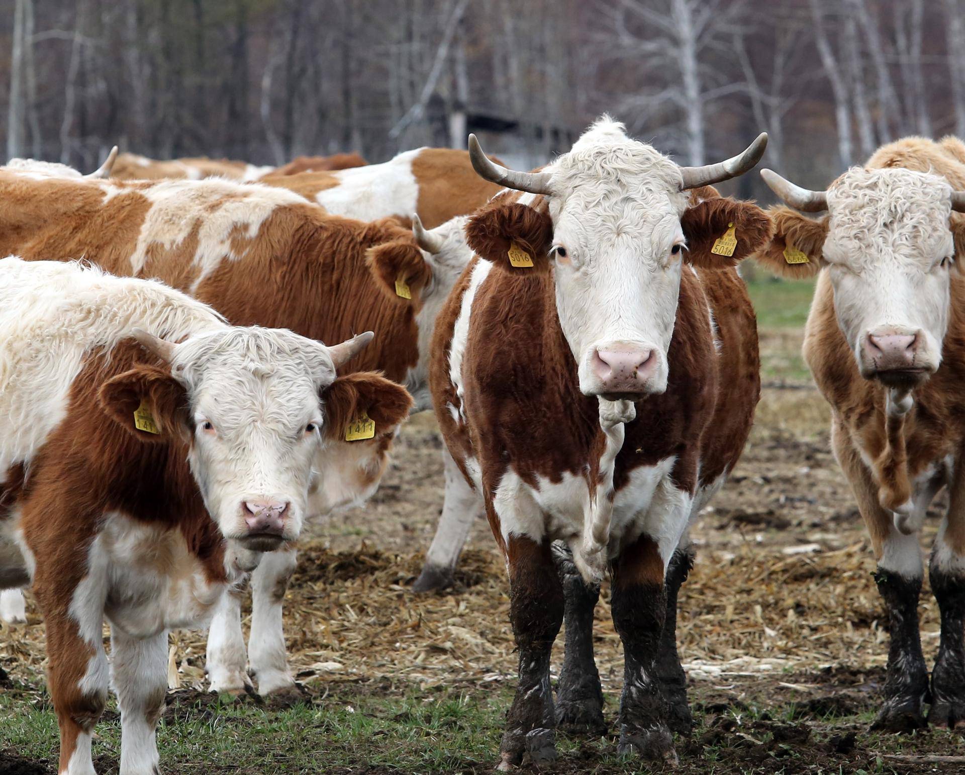 'Tinder' za krave: Aplikacija im pronalazi partnera za parenje