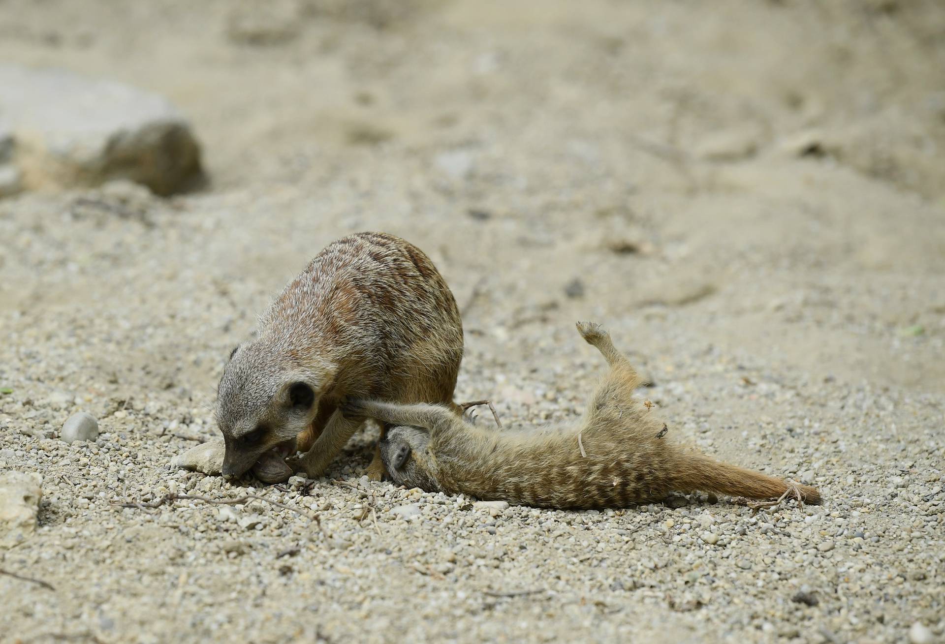 Banda merkata u zagrebačkom ZOO-u veća za tri člana: 'Bebe su stare tri tjedna, igraju se...'