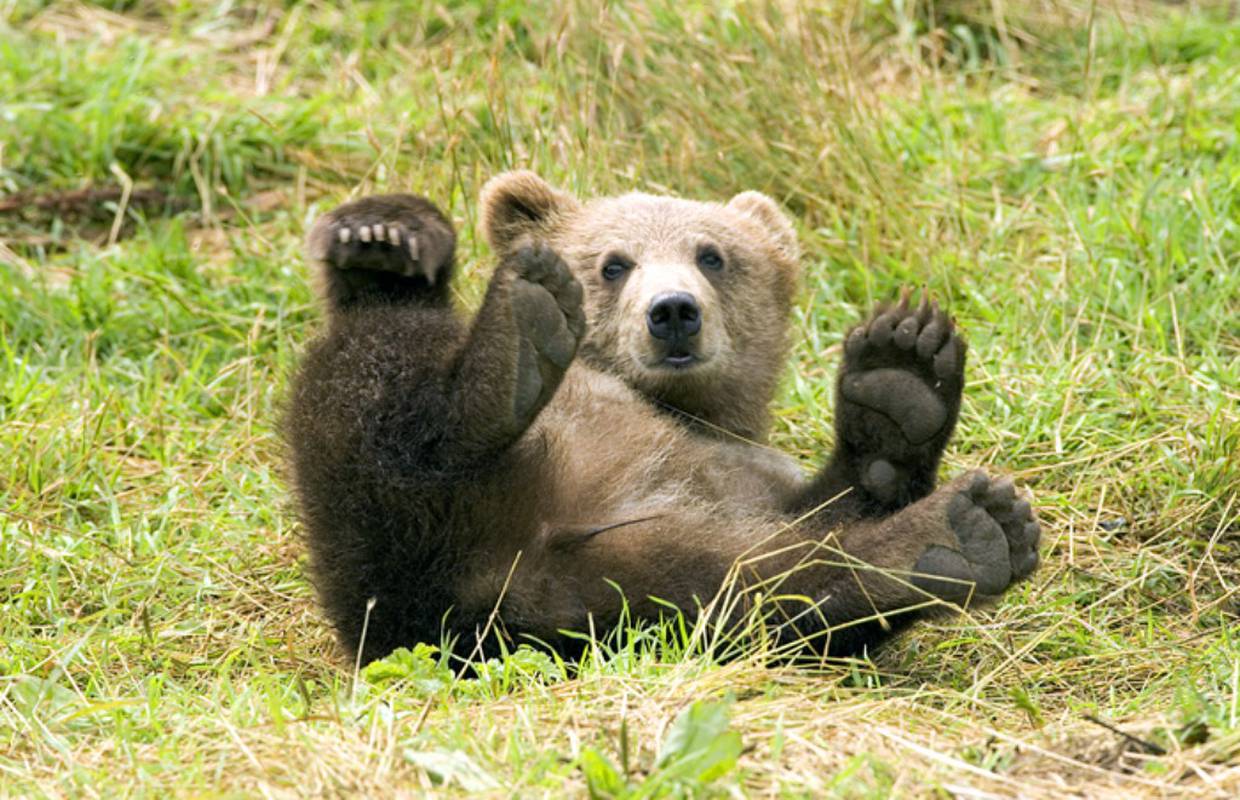 Rumunjski političar želi da vojska pobije tisuće medvjeda