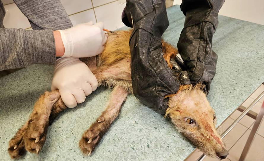 Sjećate li se bolesnog lisca iz Zagreba? 'Oporavio se, pustili smo ga u prirodu. Traži družicu'