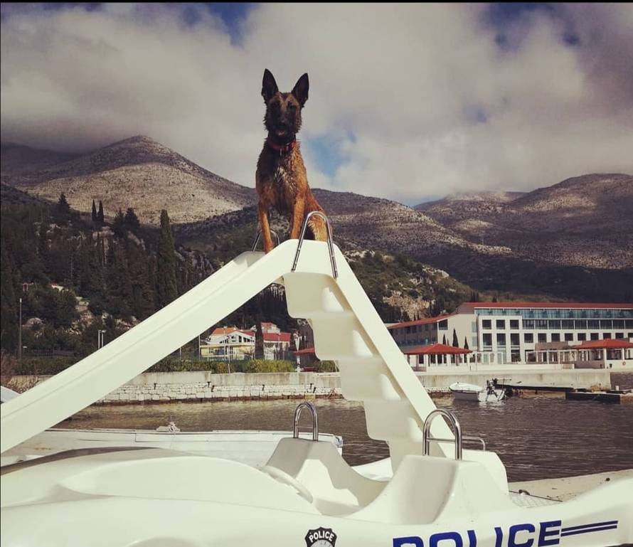 Otrovana Alis, pas-spasilac: Nju je voljelo cijelo selo. Barem sam tako mislio... Ne mogu doći sebi