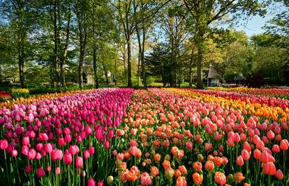 Vrt Europe: Posade  7 milijuna lukovica, a cvatu tek 8 tjedana
