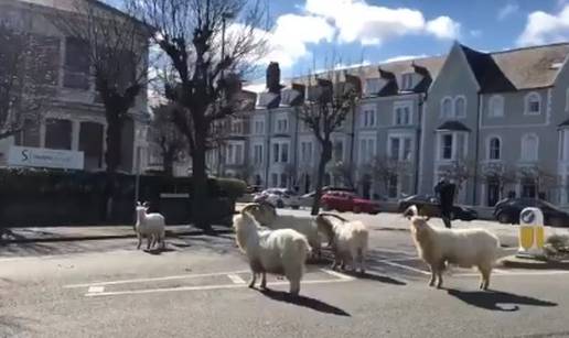 Dok su ljudi doma, divlje koze vladaju ulicama grada u Walesu