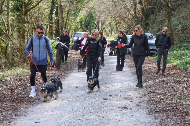 Žumberak: U organizaciji Miniature Schnauzers Croatia održano je druženje patuljastih šnaucera