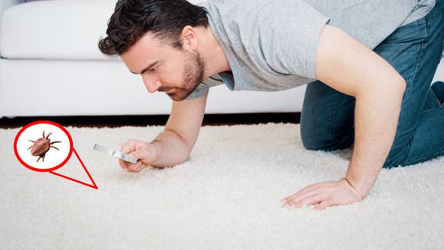 Man checking for carpet dust mites and bug parasites