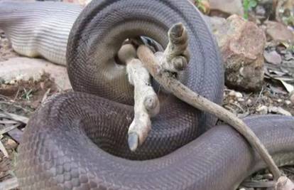 Progutala cijelog klokana: Ova zmija 'mirna je' mjesec dana