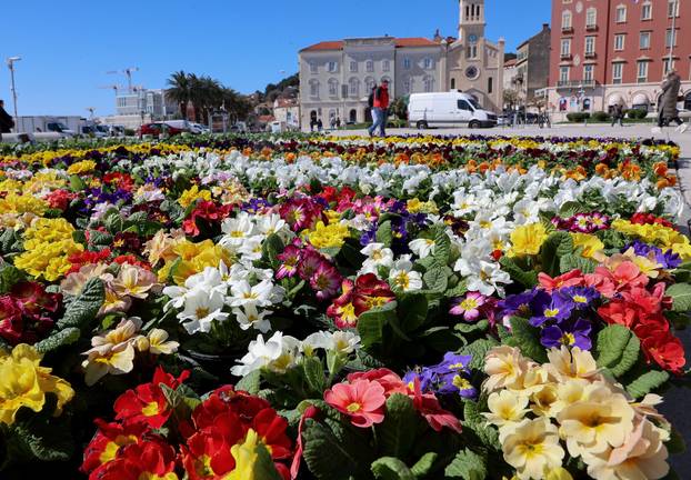 Split: Prodajni sajam uoči manifestacije Praznik cvijeća