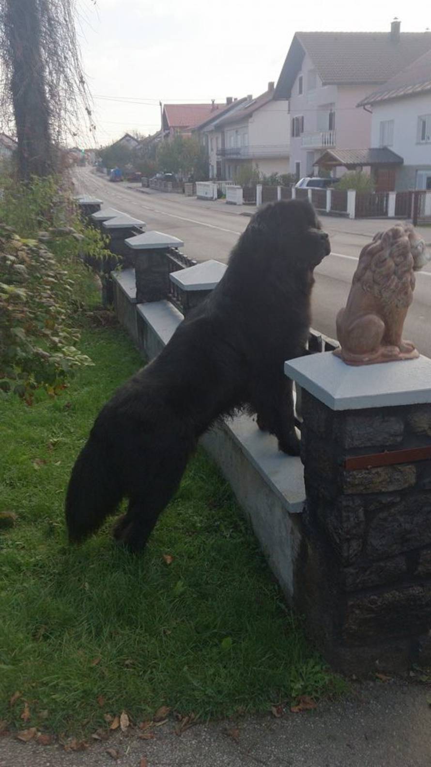 24ljubimci/Fotografije čitatelja