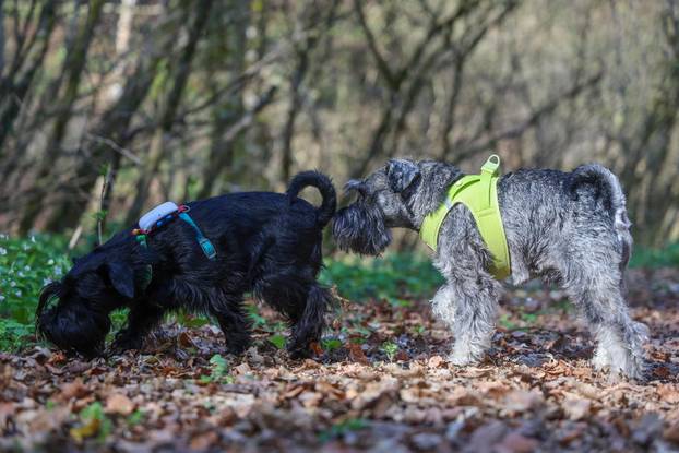 Žumberak: U organizaciji Miniature Schnauzers Croatia održano je druženje patuljastih šnaucera