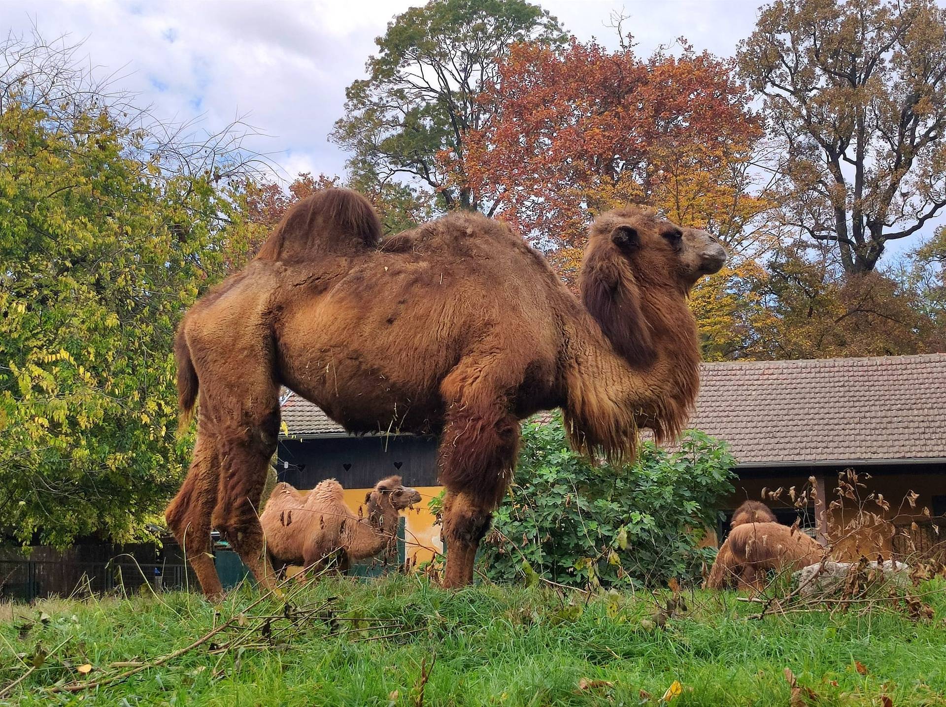 FOTO U zagrebački ZOO stigla još jedna deva: Dali su joj ime koje je nemoguće izgovoriti