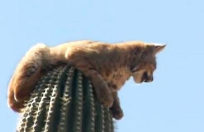 Ris se od straha popeo na 15 m visok kaktus i satima sjedio