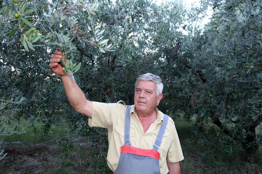 Titov maslinik ima  88 maslina koje daju oko 200 litara ulja