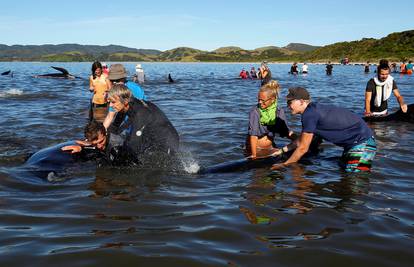 Pomor stotina kitova: Volonteri ih pokušavaju vratiti u more