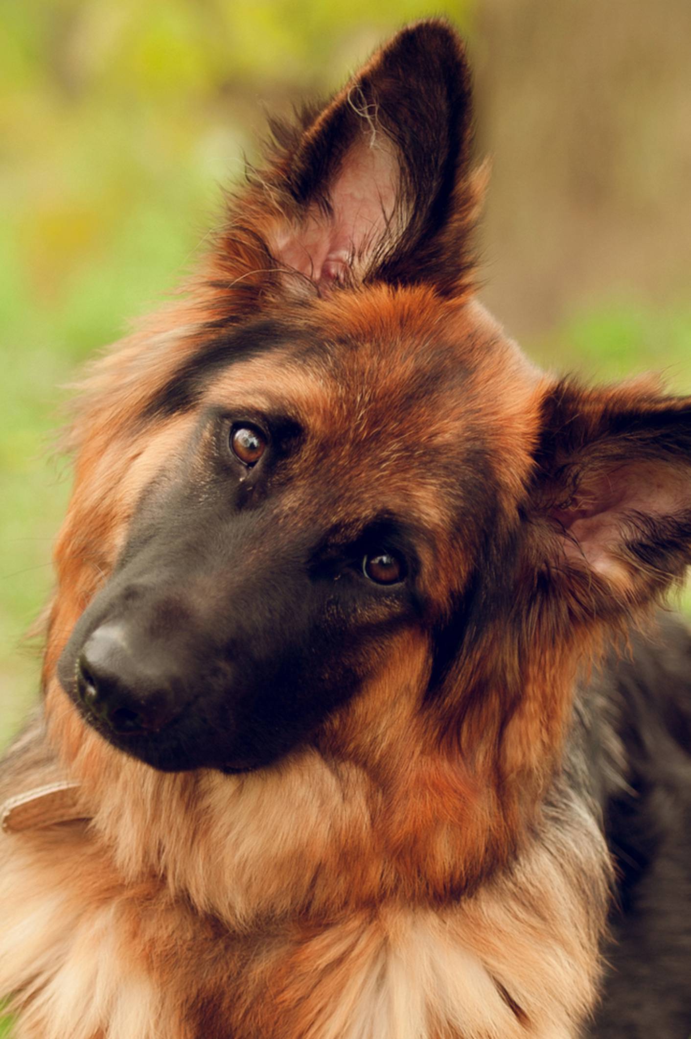 Psi u nosu imaju 'infracrveni senzor' koji detektira lovinu