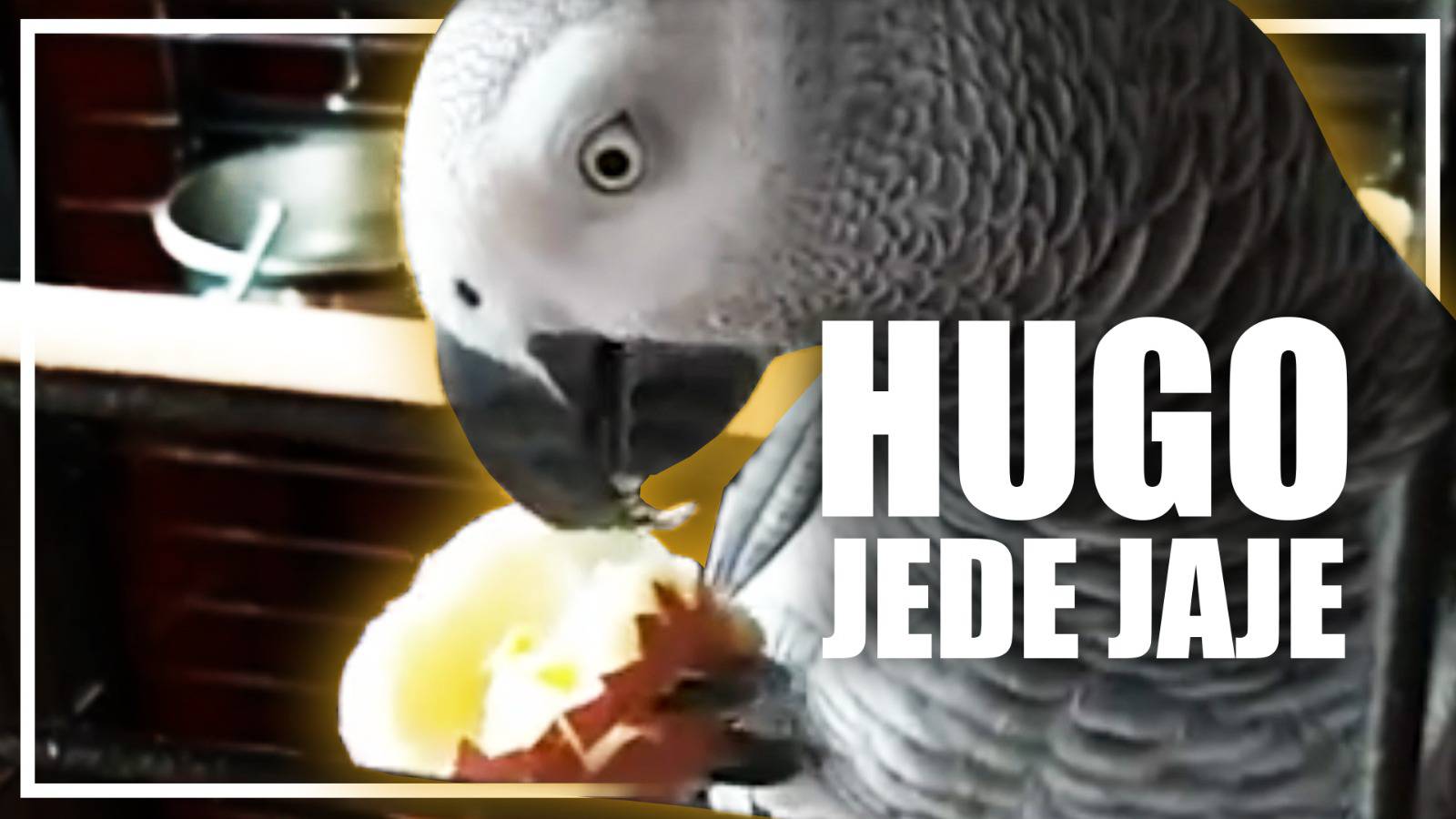 Hugo radi na liniji za ljeto: Najviše voli jesti jaja i jabuke