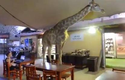 Žirafa Perdy ušla u restoran i prošetala među gostima 
