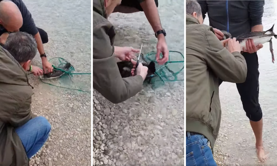 Prolaznici spašavali gnjurce, zapetljali se u ribarsku mrežu...