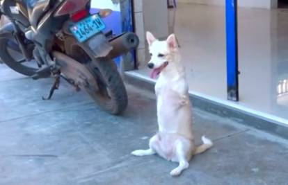 Vlasnik ostavio psa bez nogu, a onda je mali postao zvijezda