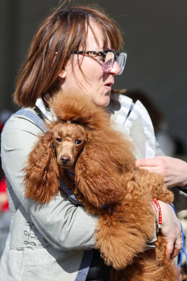 Zaprešić: Ispred Wesgatea održana međunarodna izložba pasa