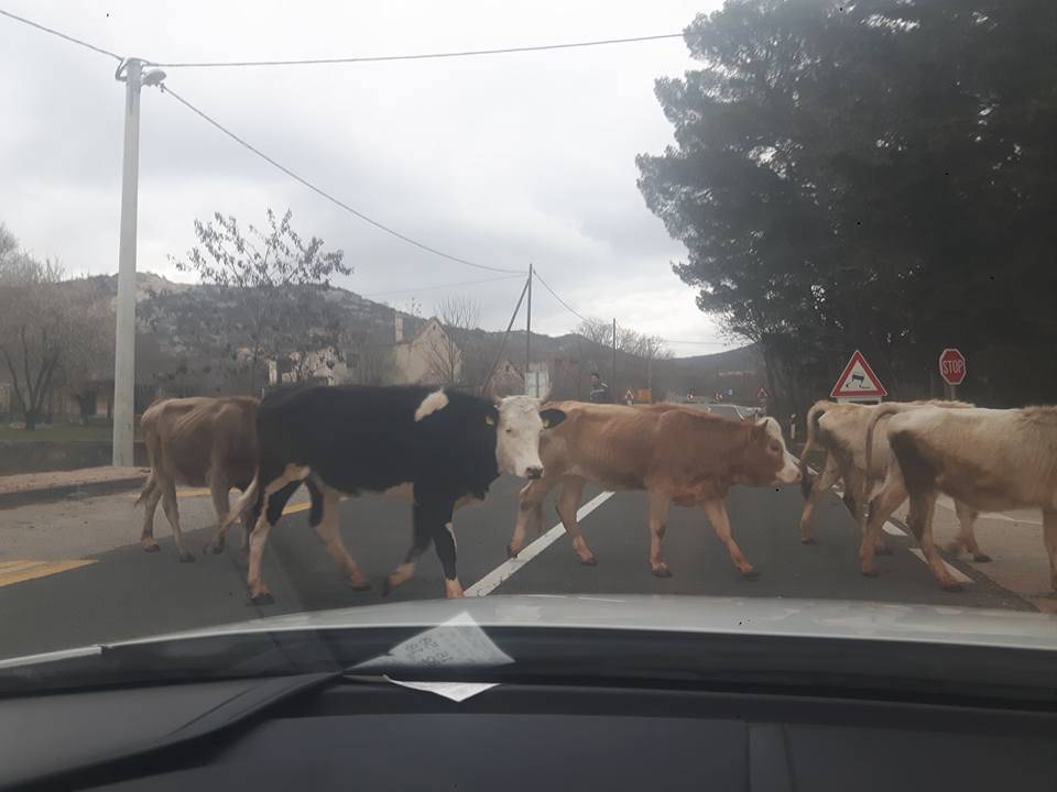Na cestu izletjelo stado krava: Muuu, čekaj da prvo ja prođem
