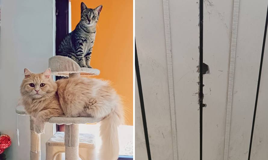 Vatrogasci  u akciji! U neobičnoj intervenciji spasili maci šapice iz radijatora: 'Hitno su došli'