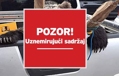 Ulovili medvjeda na Krku: Bio je lukav, pojavi se i nestane. Dugo smo ga lovili jer je radio štetu