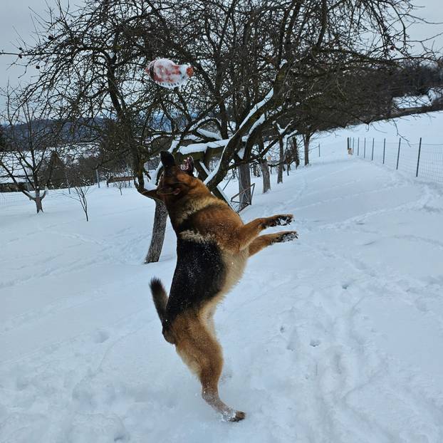 FOTO Ovo su fotke i snimke vaših ljubimaca u snijegu: Uživajte u preslatkim prizorima!