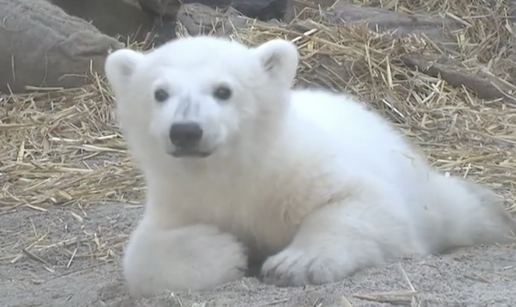 VIDEO Mika, mladunče polarnog medvjeda, novi je stanovnik njemačkog zoološkog vrta