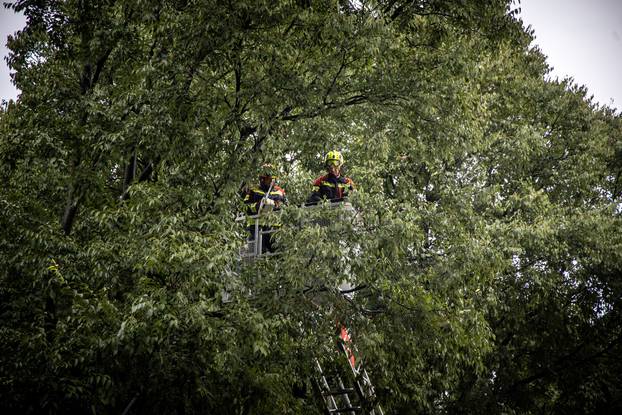 Pula: Srušeno napuklo stablo na Giardinima 