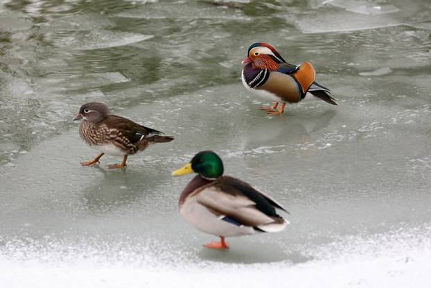 Zagreb: Snježno prijepodne u zoološkom vrtu