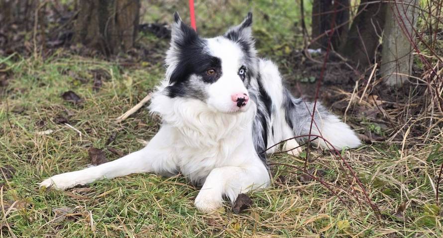 KAKVA PRIČA! Kujica ostavljena na Autobusnom u Zagrebu ima novi dom. Vlasnica je se odrekla
