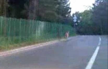 Bambi zbunjeno trčkarao kraj Predsjedničkih dvora