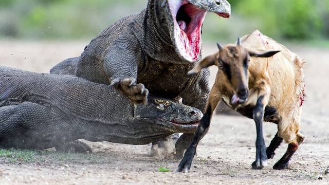 Kao u Jurskom parku: Komodo zmajevi ulovili i rastrgali kozu