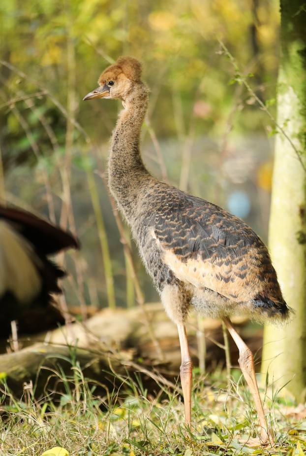 Zagrebački krunati ždralovi predstavljeni javnosti 