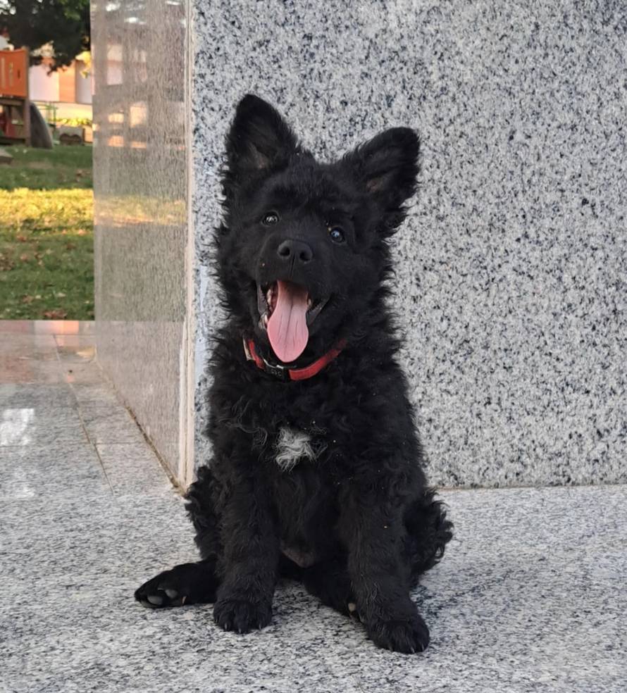 'U ovom štenetu je duh direwolfa iz Igre prijestolja! Njegove moći su čudesne...'