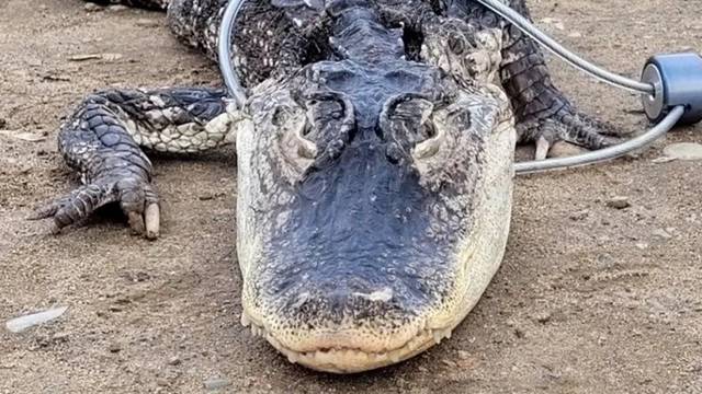 U New Yorku u parku uhvatili aligatora dugog 1,2 metra: Srećom nitko nije ozlijeđen