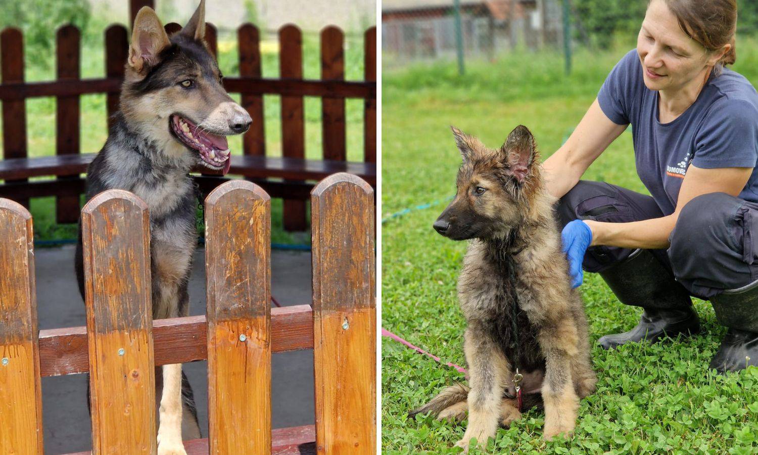 Traži se privremeni dom za oduzetu kujicu i štene iz Splita: 'Treba im samo dobar čovjek'